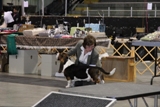 2012 BHCC National Specialty - Class Dogs